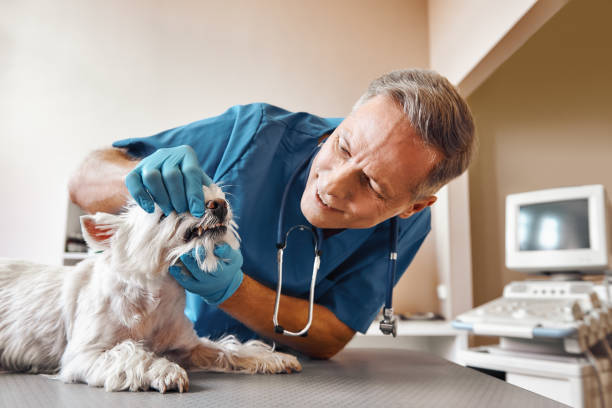 Best Emergency Treatment for Dental Infections or Abscesses in Mulberry, FL